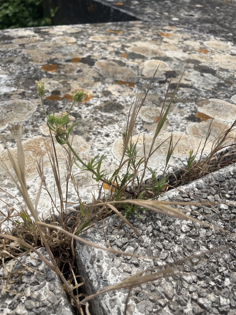 Plantago afra subsp. afra