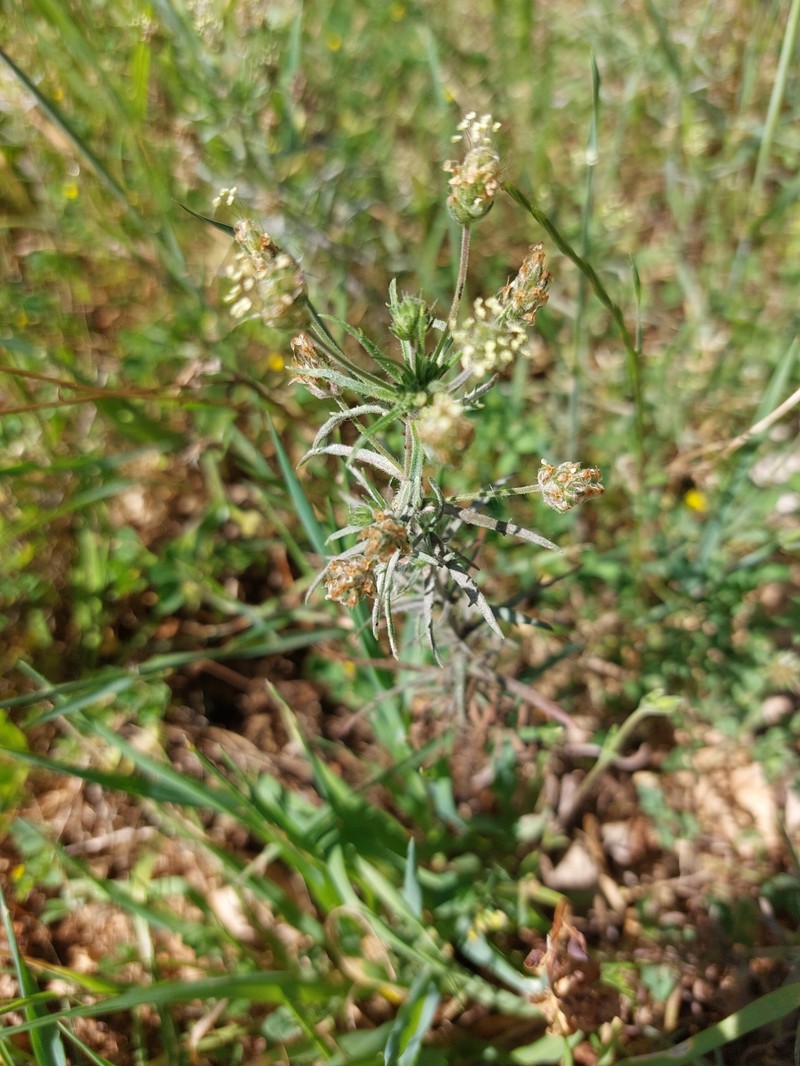 Plantago afra subsp. afra photo 2