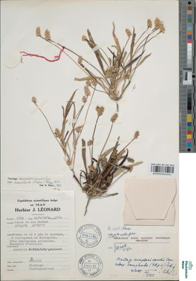 Plantago amplexicaulis subsp. bauphula