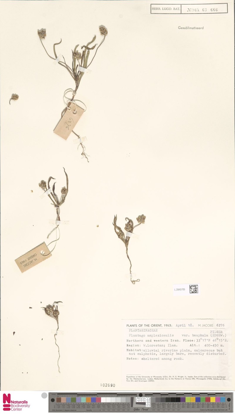 Plantago amplexicaulis subsp. bauphula photo 2