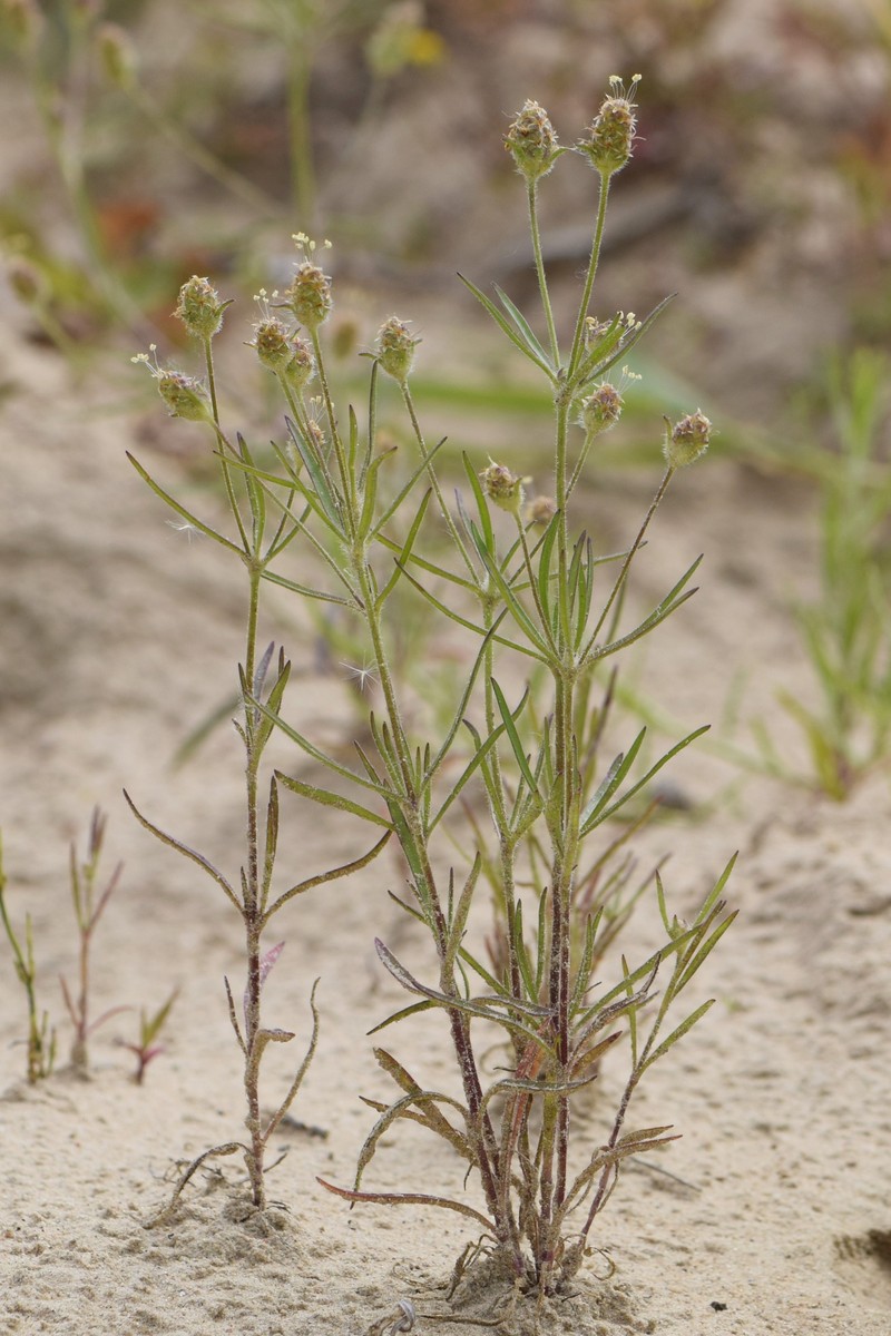 Sand Plantain photo 2