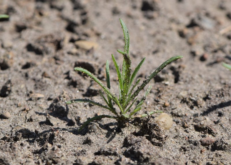 Sand Plantain photo 3
