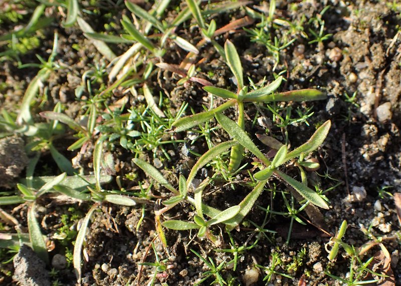 Sand Plantain photo 4
