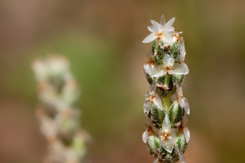 Saltmeadow Plantain photo 3
