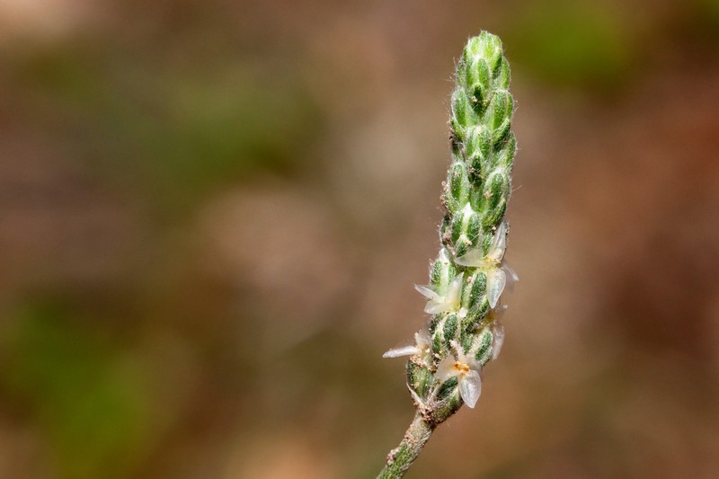 Saltmeadow Plantain photo 4