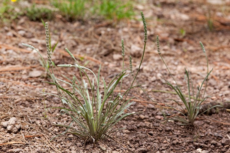 Saltmeadow Plantain
