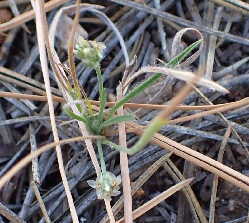 Saltmeadow Plantain