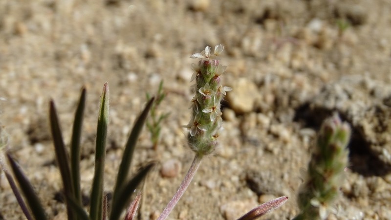 Saltmeadow Plantain photo 3