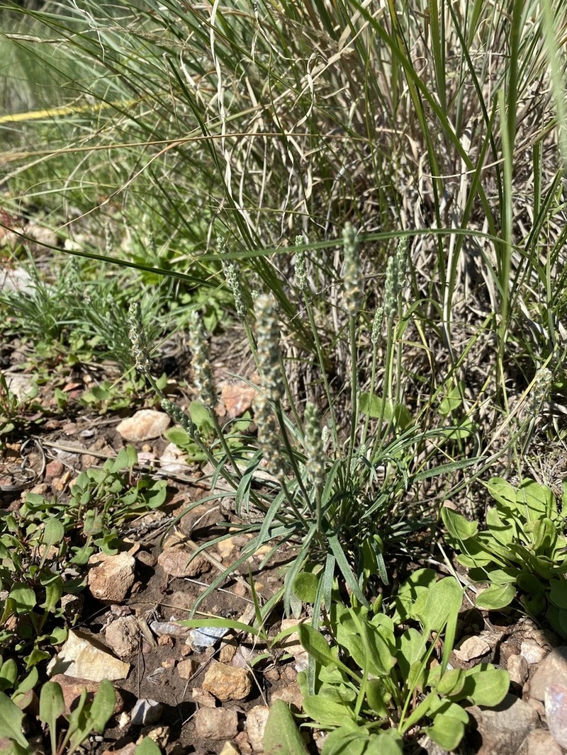 Saltmeadow Plantain photo 4