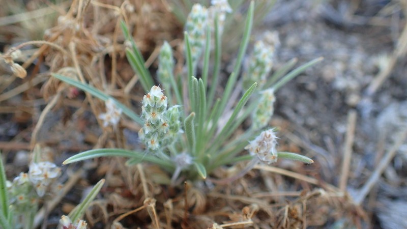 Saltmeadow Plantain photo 5