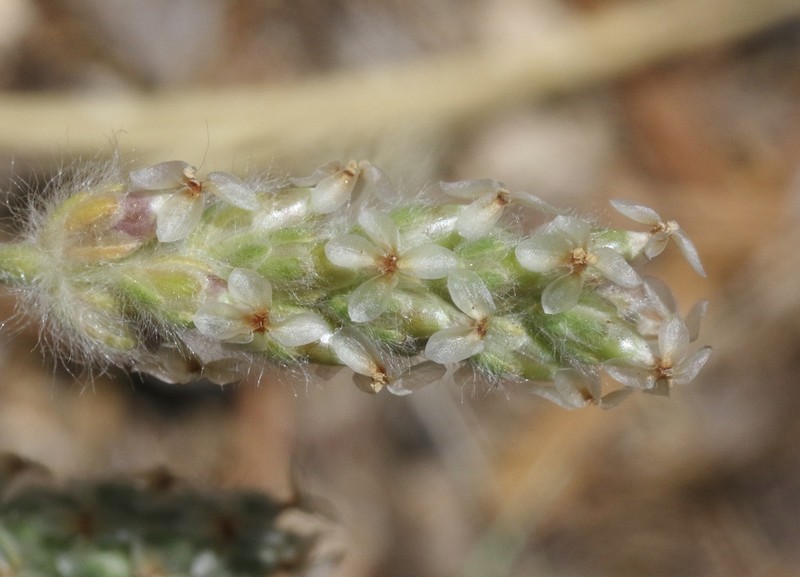 Saltmeadow Plantain photo 6