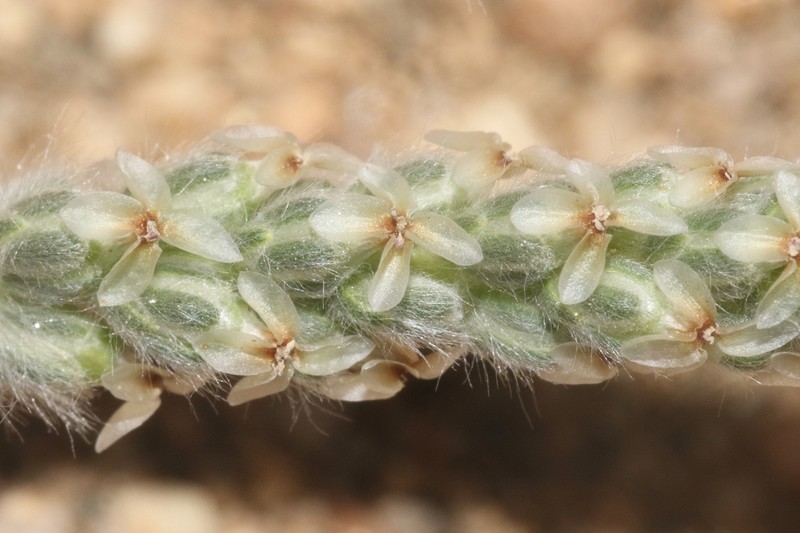 Saltmeadow Plantain photo 7