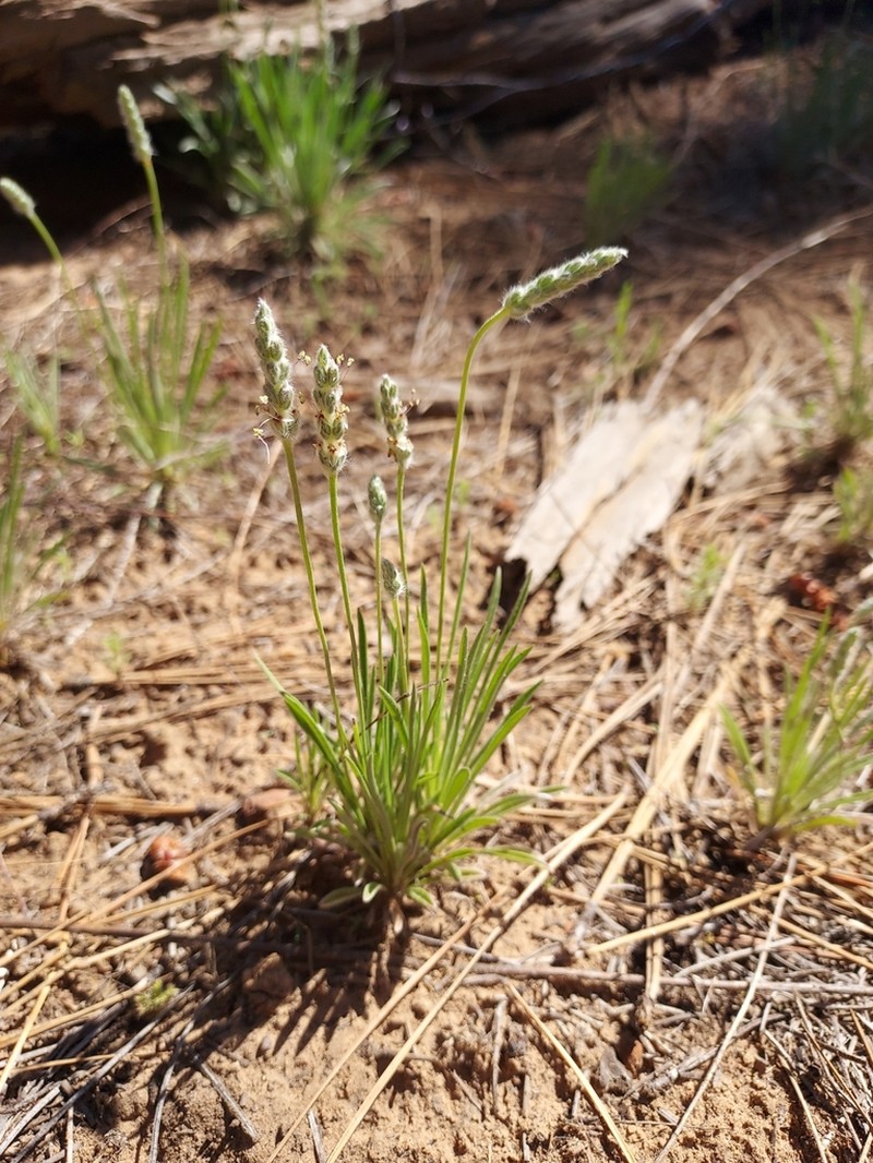 Saltmeadow Plantain photo 8