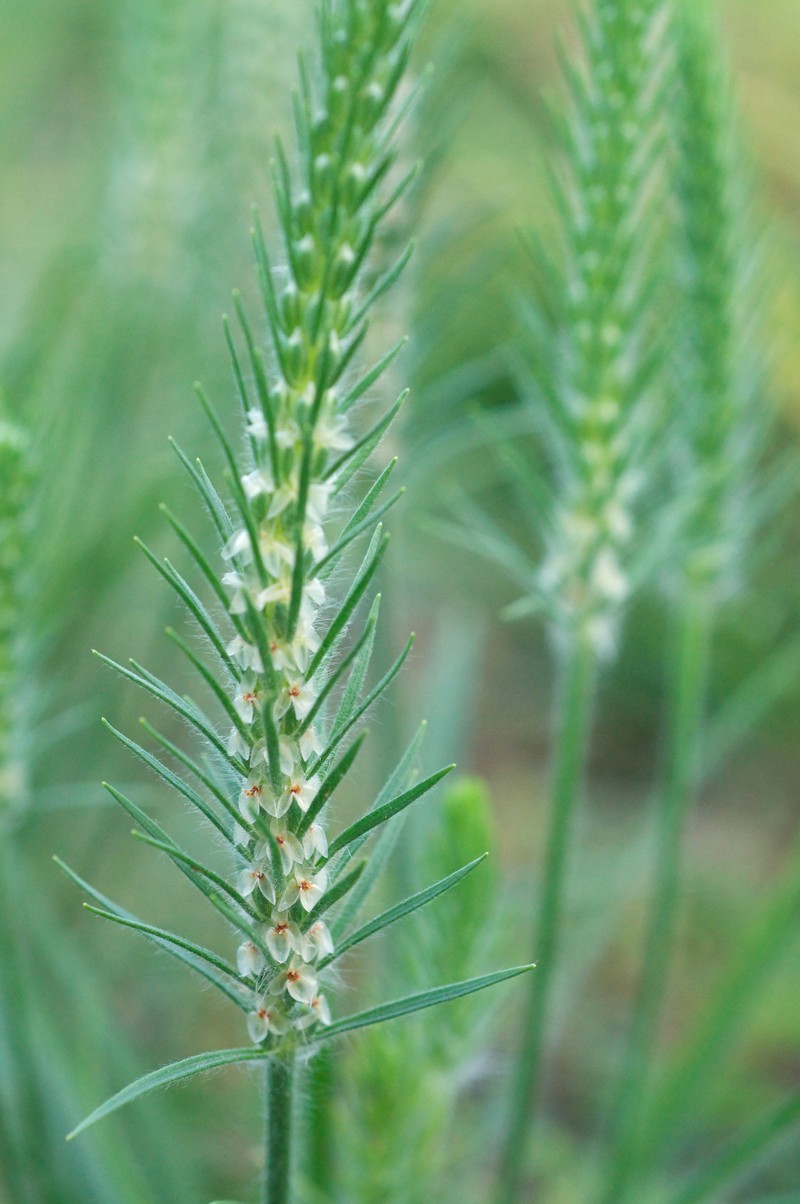 Largebracted Plantain