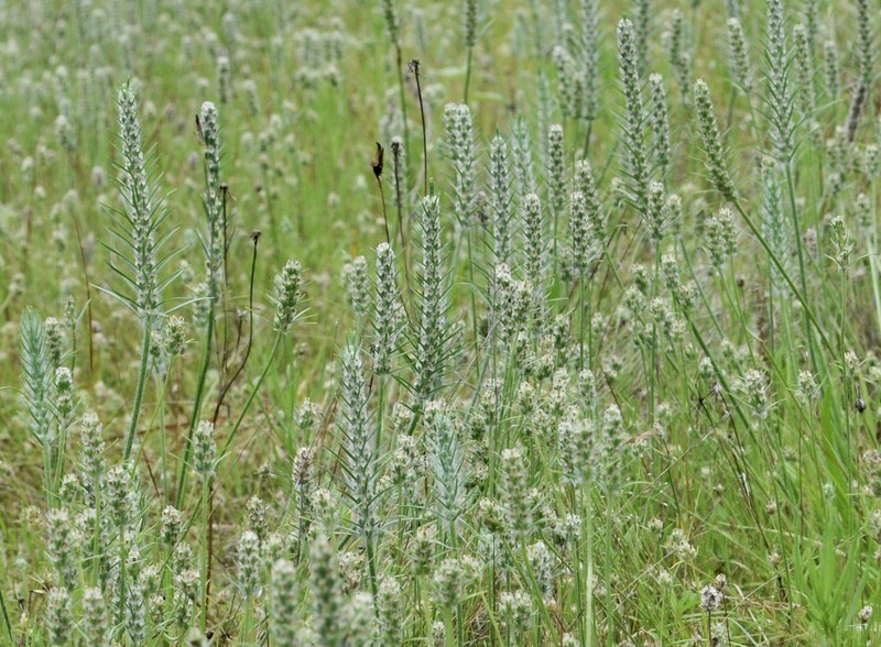 Largebracted Plantain photo 5