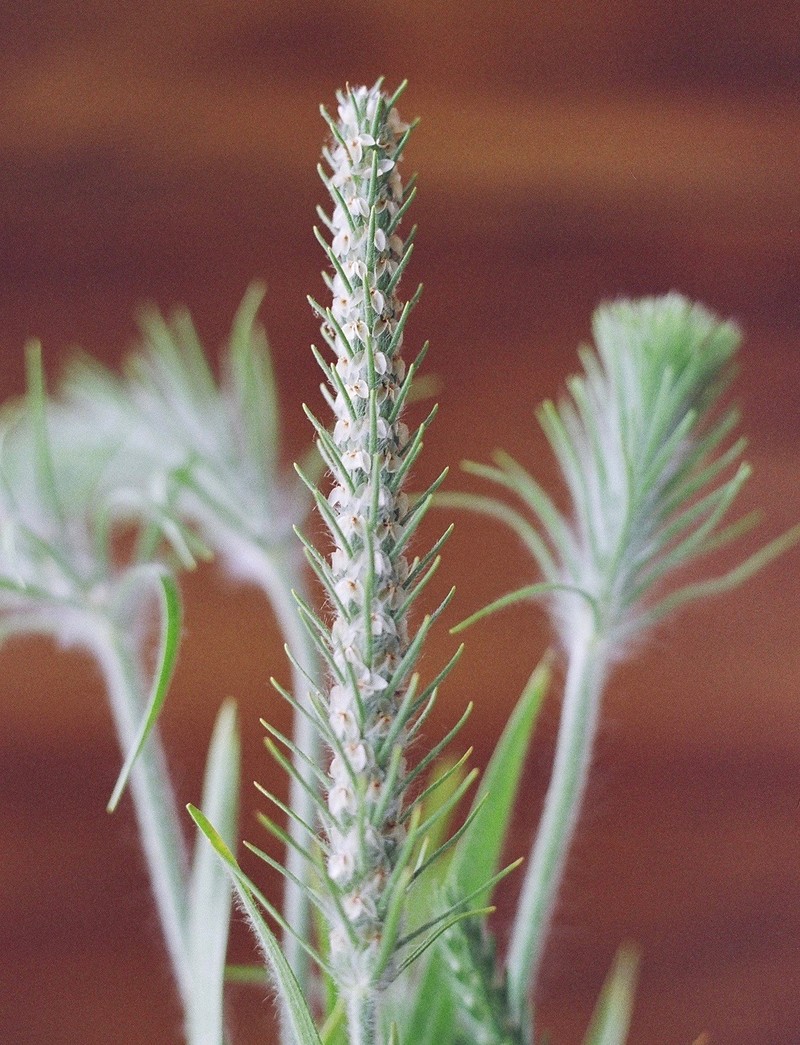 Largebracted Plantain photo 2