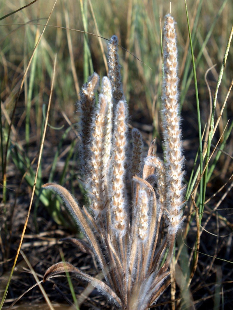 Largebracted Plantain photo 4