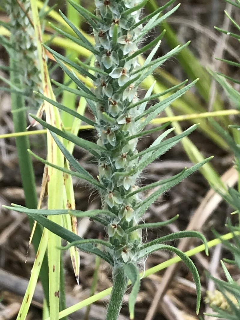 Largebracted Plantain photo 3