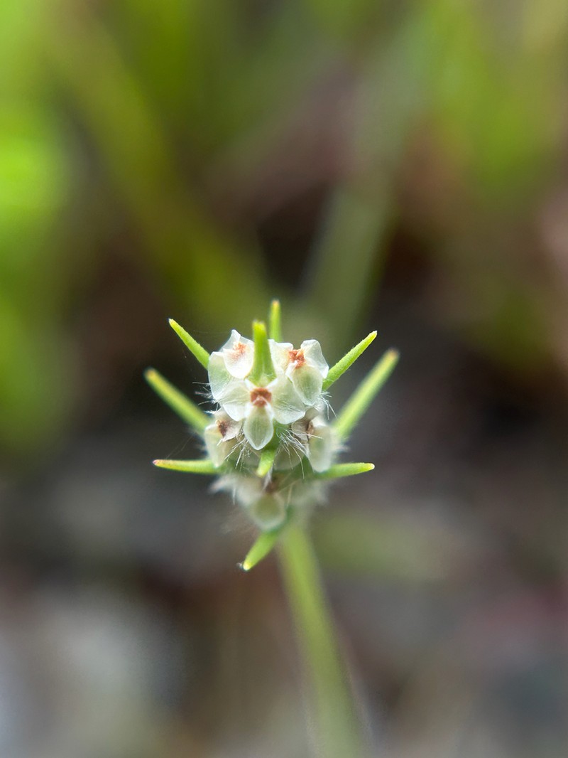 Largebracted Plantain photo 4