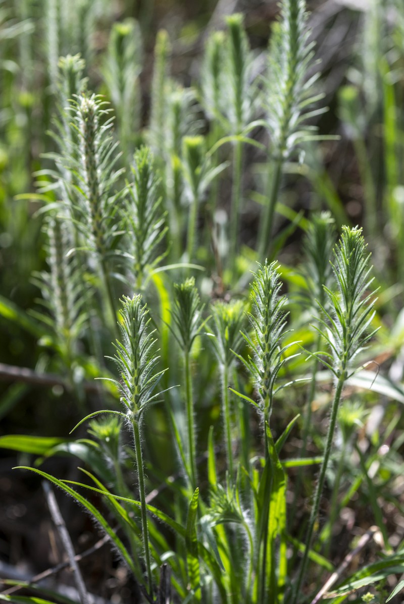 Largebracted Plantain photo 5