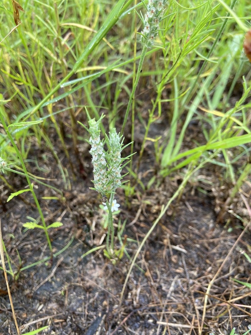 Largebracted Plantain photo 8