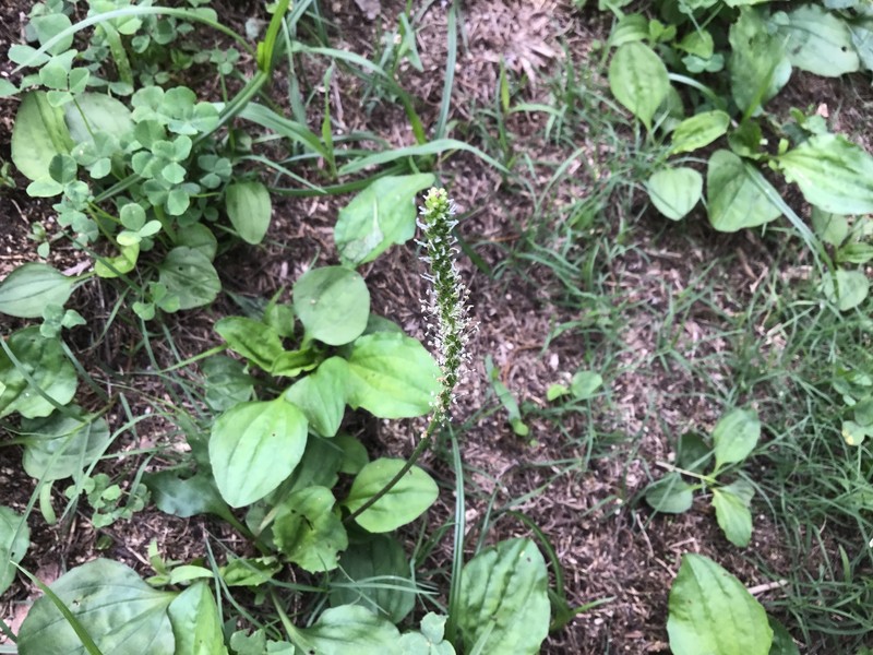 Plantago asiatica subsp. asiatica