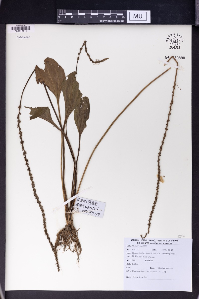 Plantago asiatica subsp. asiatica photo 2