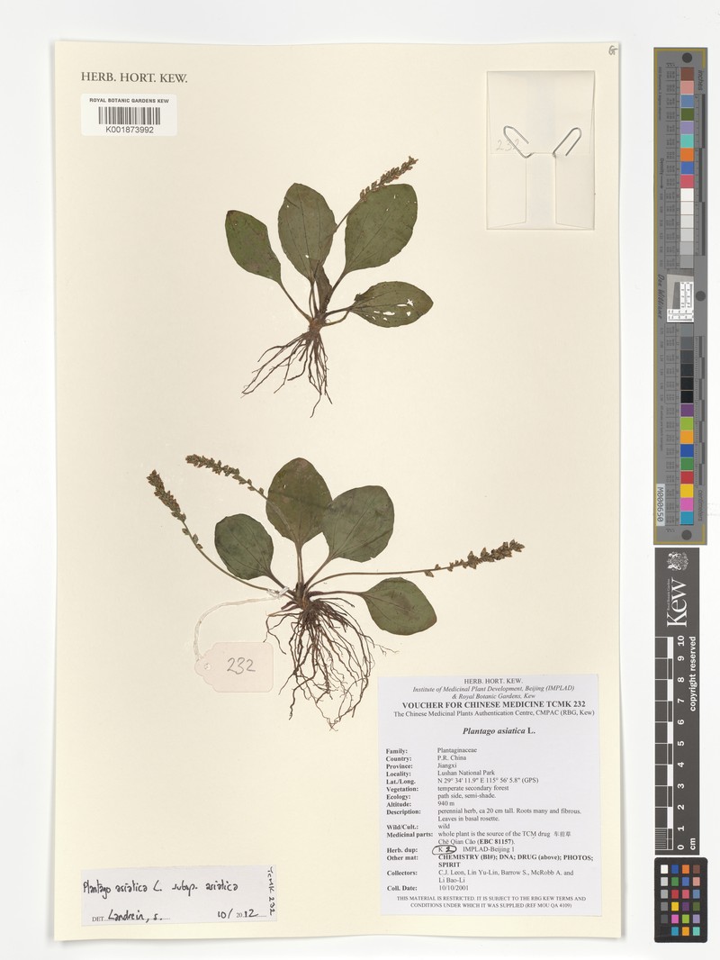 Plantago asiatica subsp. asiatica photo 3