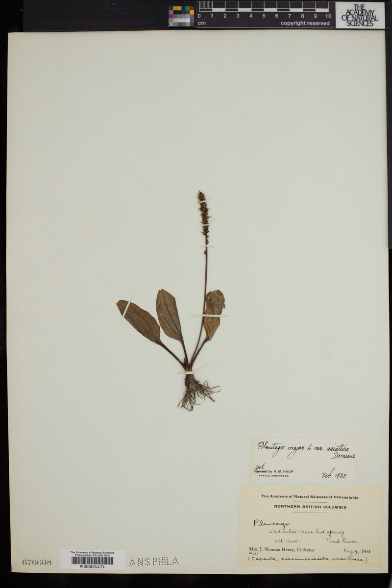 Plantago asiatica subsp. asiatica photo 4