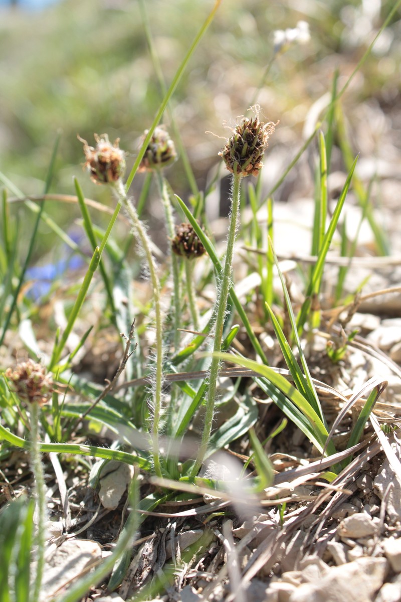 Plantago atrata subsp. atrata