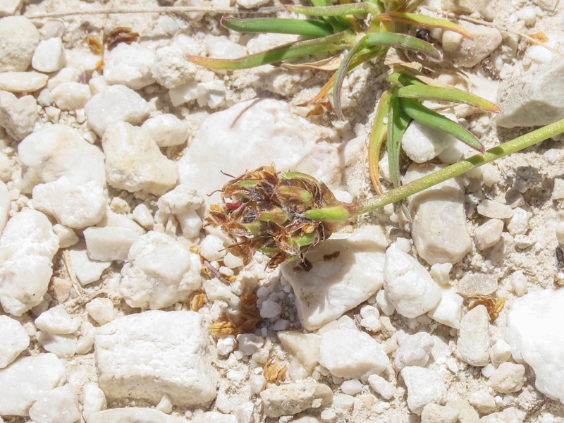Plantago atrata subsp. atrata photo 2