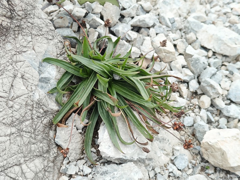 Plantago atrata subsp. carpatica