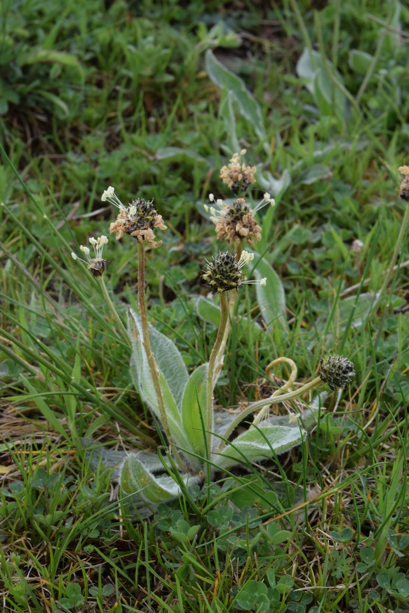 Plantago atrata subsp. fuscescens