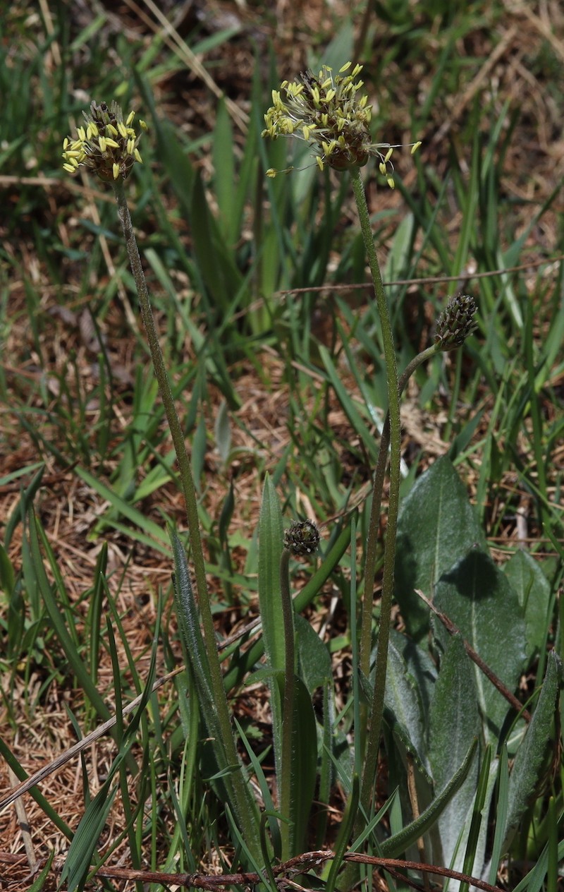 Plantago atrata subsp. fuscescens photo 2