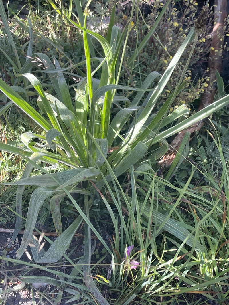 Plantago atrata subsp. fuscescens photo 3