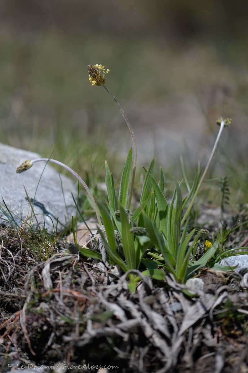 Plantago atrata subsp. fuscescens photo 4