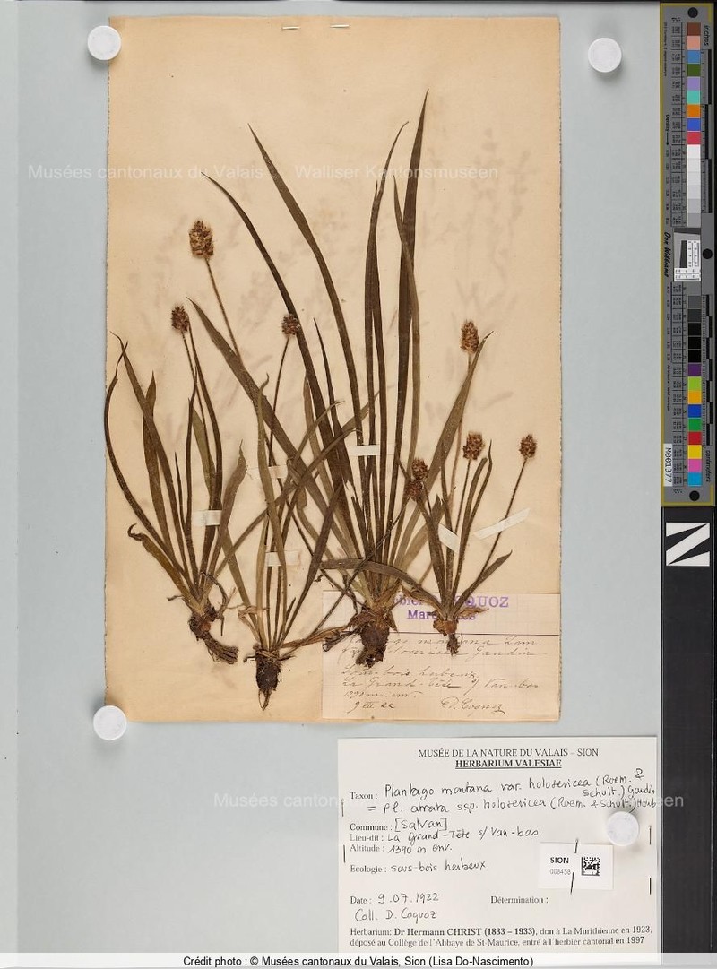 Plantago atrata subsp. holosericea