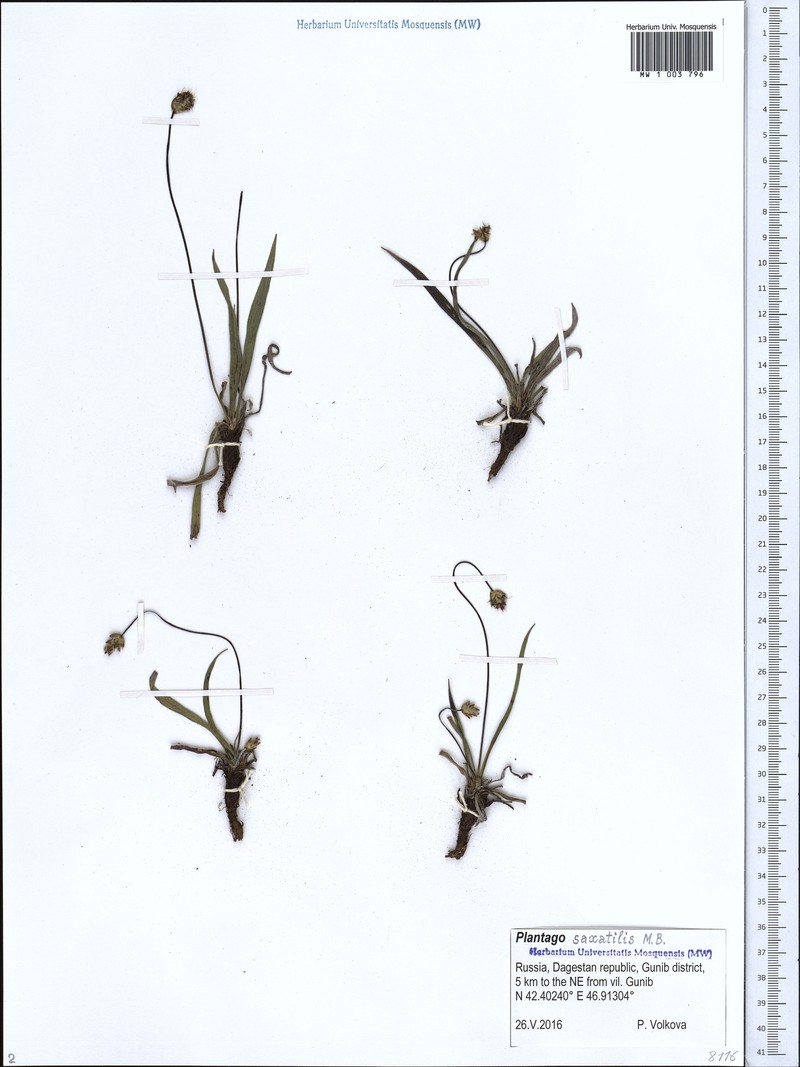 Plantago atrata subsp. spadicea