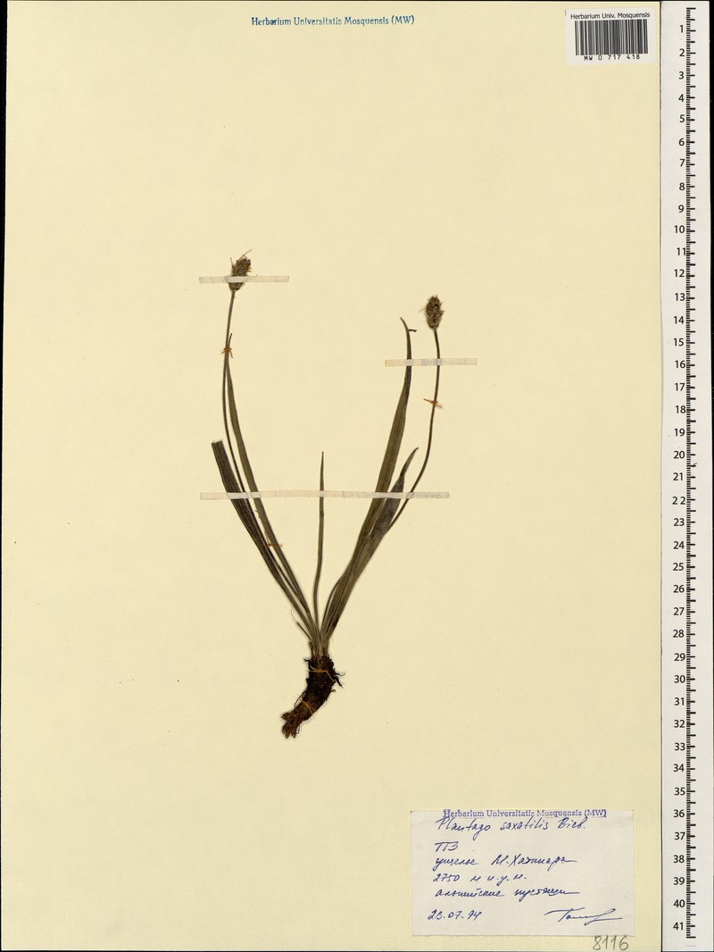 Plantago atrata subsp. spadicea photo 2