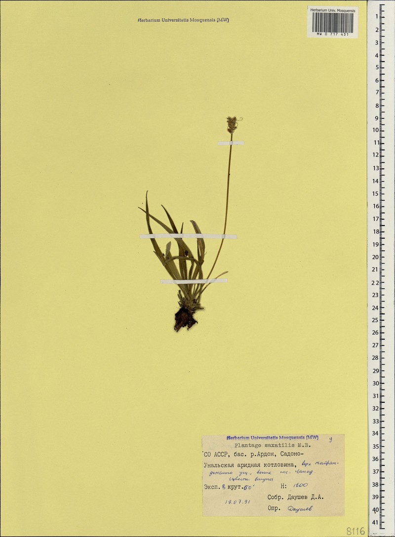 Plantago atrata subsp. spadicea photo 3