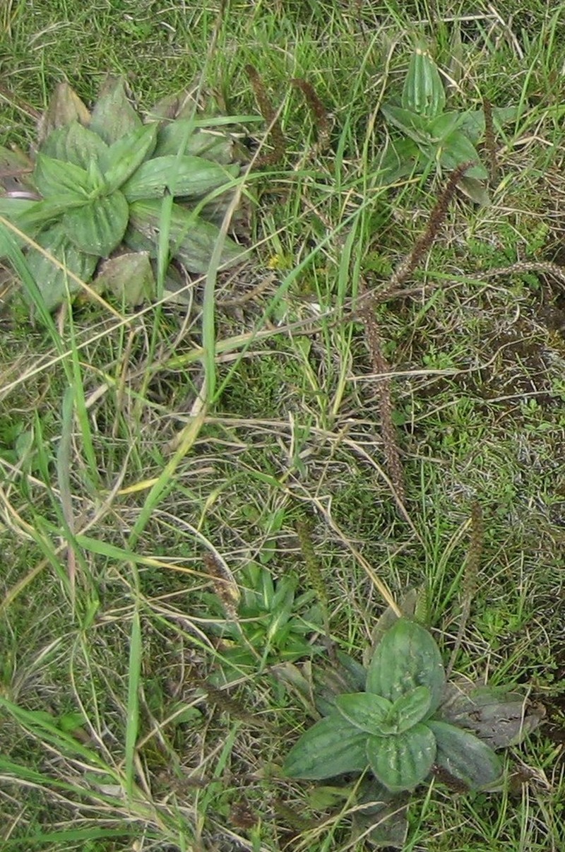 Mexican Plantain photo 2