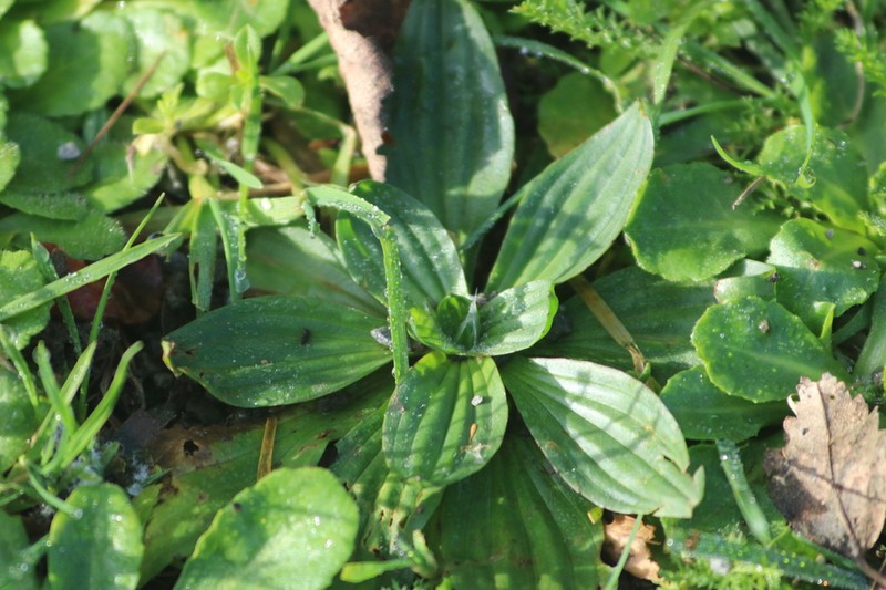 Mexican Plantain photo 3