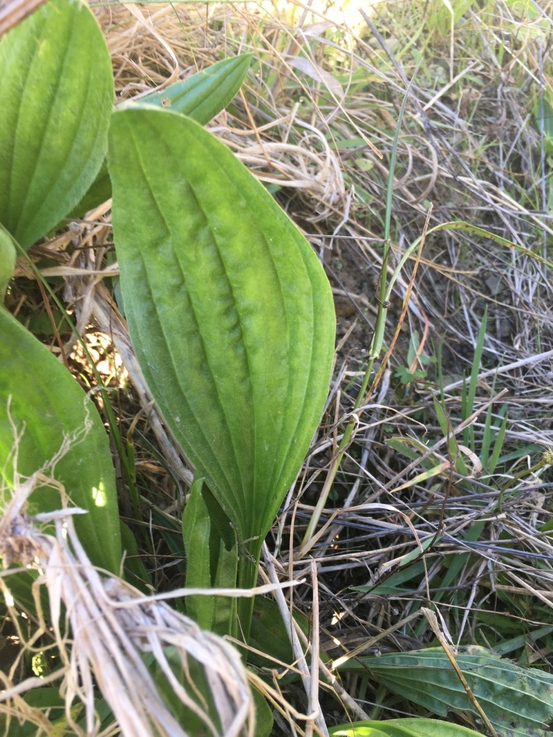 Mexican Plantain photo 4