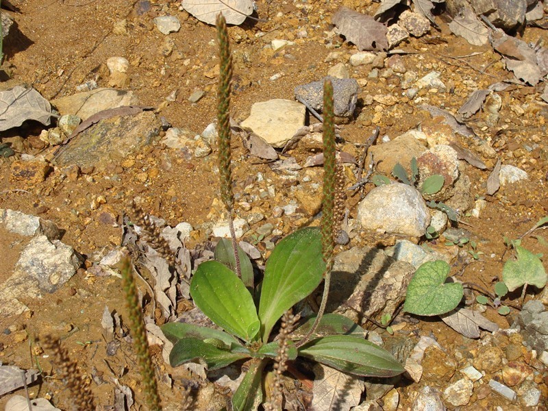 Mexican Plantain photo 5