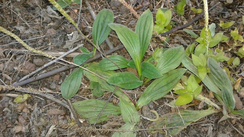 Mexican Plantain photo 6