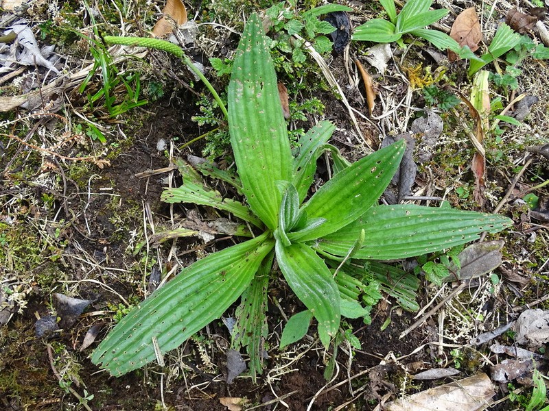 Mexican Plantain photo 7