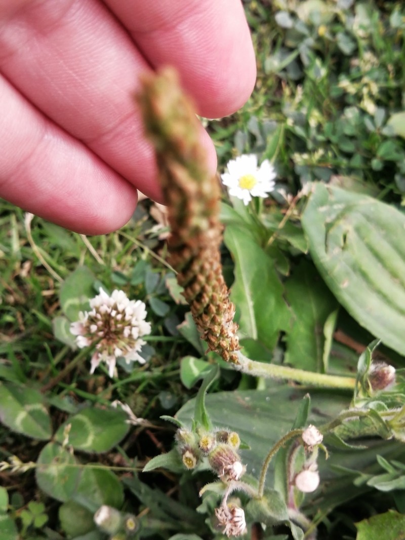 Mexican Plantain photo 8