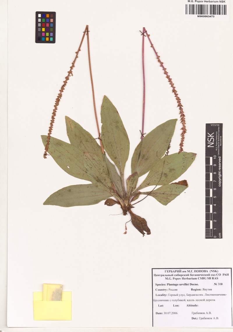 Plantago australis subsp. australis