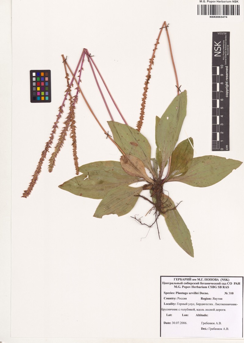 Plantago australis subsp. australis photo 2
