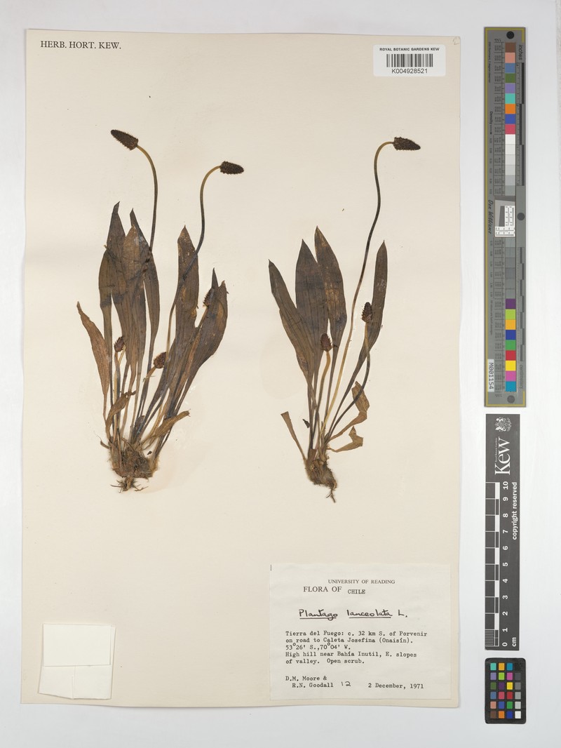 Plantago australis subsp. australis photo 3